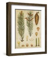 Vintage Conifers IV-null-Framed Art Print