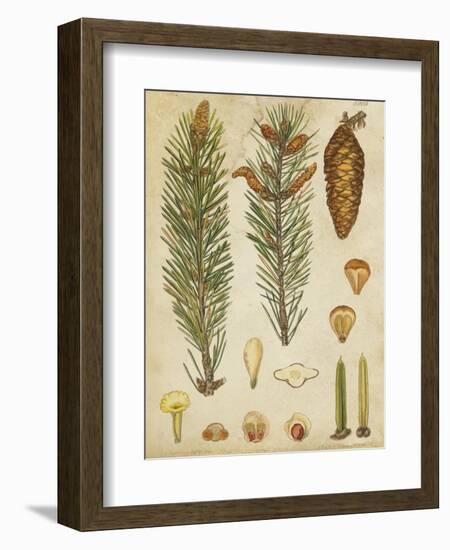 Vintage Conifers IV-null-Framed Art Print