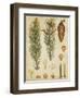 Vintage Conifers IV-null-Framed Art Print