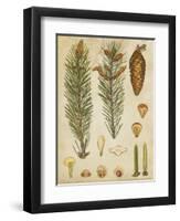 Vintage Conifers IV-null-Framed Art Print