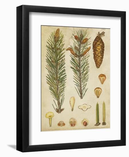 Vintage Conifers IV-null-Framed Art Print