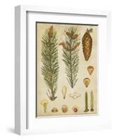 Vintage Conifers IV-null-Framed Art Print