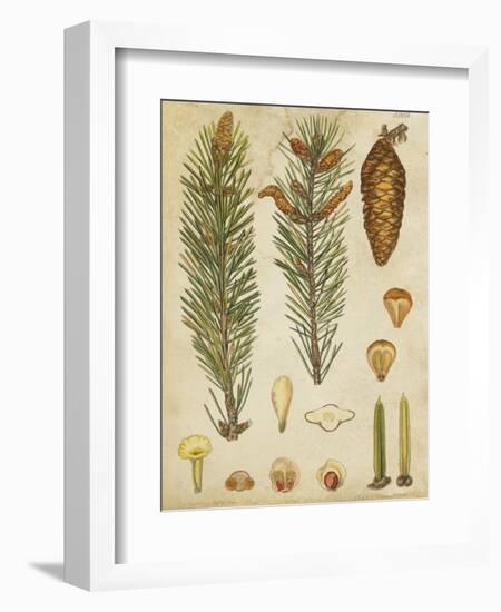 Vintage Conifers IV-null-Framed Art Print