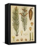 Vintage Conifers IV-null-Framed Stretched Canvas