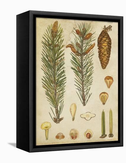 Vintage Conifers IV-null-Framed Stretched Canvas