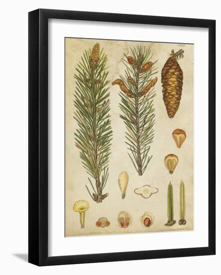 Vintage Conifers IV-null-Framed Art Print