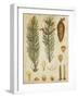 Vintage Conifers IV-null-Framed Art Print