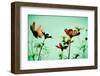 Vintage Cosmos Flower-pritsadee-Framed Photographic Print