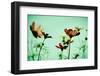 Vintage Cosmos Flower-pritsadee-Framed Photographic Print