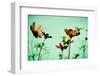 Vintage Cosmos Flower-pritsadee-Framed Photographic Print