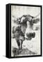 Vintage Cow-Jace Grey-Framed Stretched Canvas