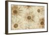 Vintage Daisies-Cora Niele-Framed Photographic Print