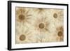 Vintage Daisies-Cora Niele-Framed Photographic Print