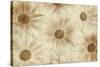 Vintage Daisies-Cora Niele-Stretched Canvas