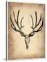 Vintage Deer Scull-NaxArt-Stretched Canvas