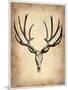 Vintage Deer Scull-NaxArt-Mounted Art Print