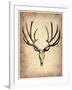 Vintage Deer Scull-NaxArt-Framed Art Print