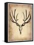 Vintage Deer Scull-NaxArt-Framed Stretched Canvas