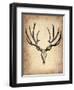 Vintage Deer Scull-NaxArt-Framed Art Print