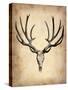 Vintage Deer Scull-NaxArt-Stretched Canvas