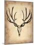 Vintage Deer Scull-NaxArt-Mounted Art Print