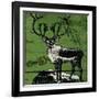 Vintage Deer-null-Framed Giclee Print