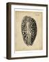 Vintage Diderot Shell II-Vision Studio-Framed Art Print