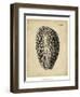 Vintage Diderot Shell II-Vision Studio-Framed Art Print