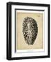 Vintage Diderot Shell II-Vision Studio-Framed Art Print