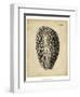 Vintage Diderot Shell II-Vision Studio-Framed Art Print