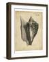 Vintage Diderot Shell III-Vision Studio-Framed Art Print