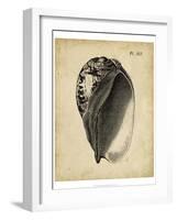 Vintage Diderot Shell IV-Vision Studio-Framed Art Print