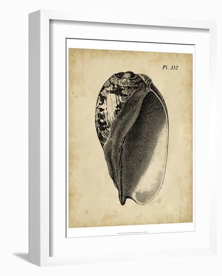 Vintage Diderot Shell IV-Vision Studio-Framed Art Print