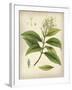 Vintage East Indian Plants IV-Maria Mendez-Framed Giclee Print