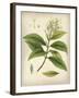 Vintage East Indian Plants IV-Maria Mendez-Framed Giclee Print