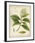 Vintage East Indian Plants IV-Maria Mendez-Framed Giclee Print