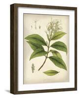 Vintage East Indian Plants IV-Maria Mendez-Framed Art Print