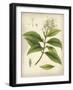 Vintage East Indian Plants IV-Maria Mendez-Framed Art Print