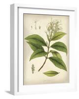 Vintage East Indian Plants IV-Maria Mendez-Framed Art Print