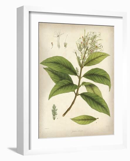 Vintage East Indian Plants IV-Maria Mendez-Framed Art Print