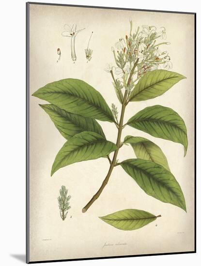 Vintage East Indian Plants IV-Maria Mendez-Mounted Art Print