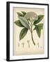 Vintage East Indian Plants V-Maria Mendez-Framed Giclee Print