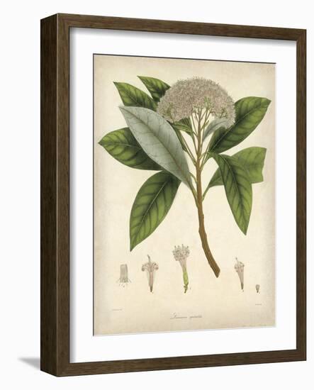 Vintage East Indian Plants V-Maria Mendez-Framed Art Print