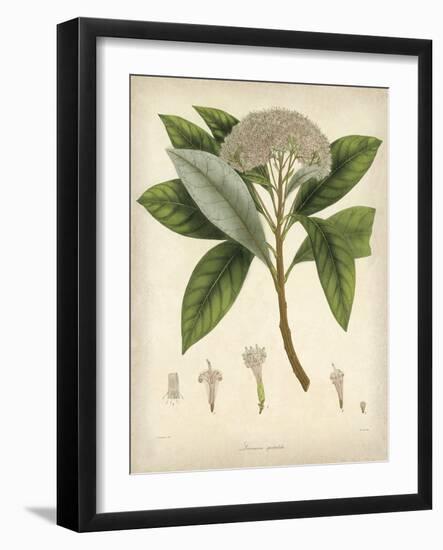 Vintage East Indian Plants V-Maria Mendez-Framed Art Print