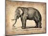 Vintage Elephant-NaxArt-Mounted Art Print
