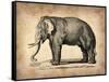 Vintage Elephant-NaxArt-Framed Stretched Canvas