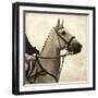 Vintage Equestrian - Counter-null-Framed Giclee Print
