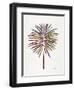 Vintage Fan Palm-Cat Coquillette-Framed Art Print