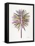 Vintage Fan Palm-Cat Coquillette-Framed Stretched Canvas