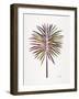 Vintage Fan Palm-Cat Coquillette-Framed Art Print